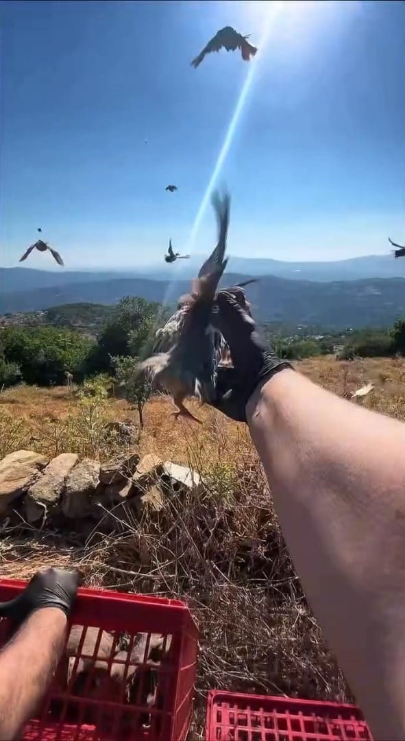 AYDIN DOĞA KORUMA VE MİLLİ PARKLAR MÜDÜRLÜĞÜ EKİPLERİ, YABAN HAYATININ DESTEKLENMESİ VE BİYOLOJİK...