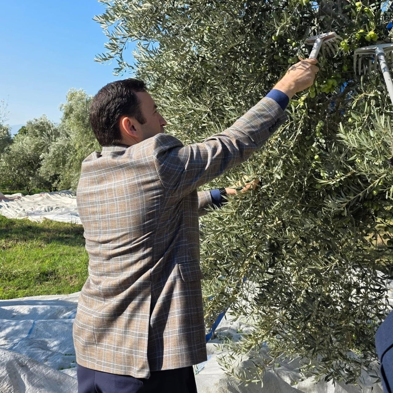 AYDIN’IN KUYUCAK İLÇESİNDE ZEYTİN HASADI SÜRERKEN, KURTULUŞ MAHALLESİ’NDE ÜRETİCİLERLE BİR ARAYA...