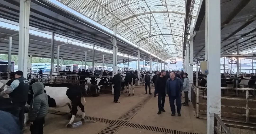 AYDIN’IN NAZİLLİ İLÇESİNDEKİ CANLI HAYVAN PAZARINDA YAPILAN DENETİMLERDE HAYVANLARIN SAĞLIK...