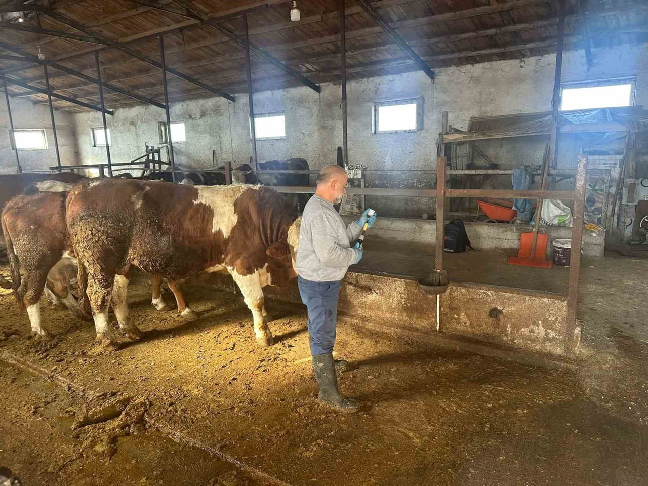 AYDINTEPE’DE ŞAP AŞILAMA ÇALIŞMALARI 13 KÖYDE TAMAMLANDI