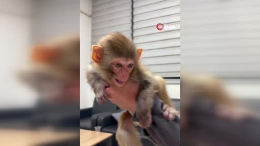 Baskında yakalanan sevimli maymun böyle görüntülendi
