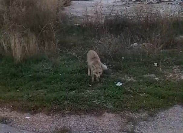 BAYBURT'TA YERLEŞİM ALANLARINDA TİLKİ VE YILAN GÖRÜLDÜ