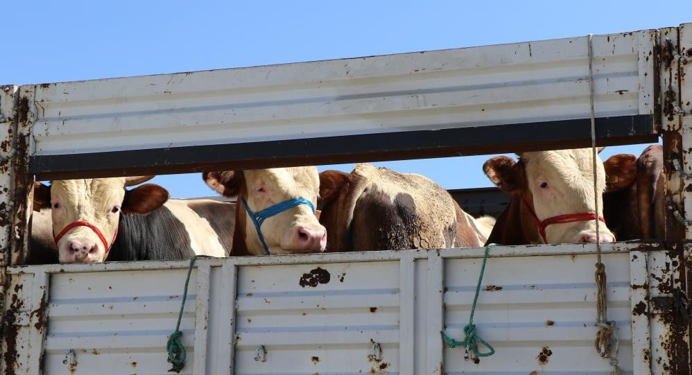 BAYBURT’TA ŞAP HASTALIĞINA KARŞI HAYVAN GİRİŞ ÇIKIŞLARI DURDURULDU