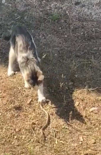 BİLECİK'TE KEDİNİN FARE İLE OYNAR GİBİ YILANLA OYNAMASI BİR VATANDAŞIN CEP TELEFONU KAMERASINA...