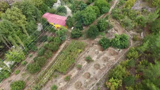 Bin 200 rakımda asırlık pekmez geleneği yaşatılıyor