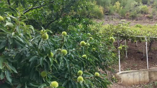 Bin 200 rakımda kestane yetiştirdi, bölge çiftçisine umut oldu