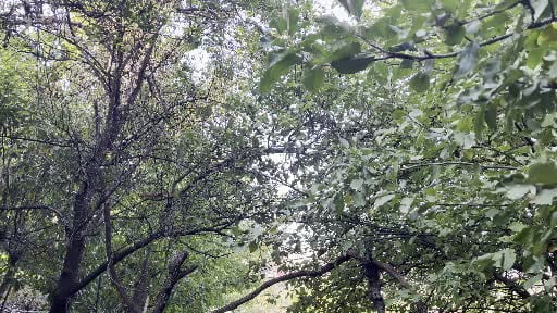 Bingöl'de sincabın bahçede dolaştığı anlar görüntülendi