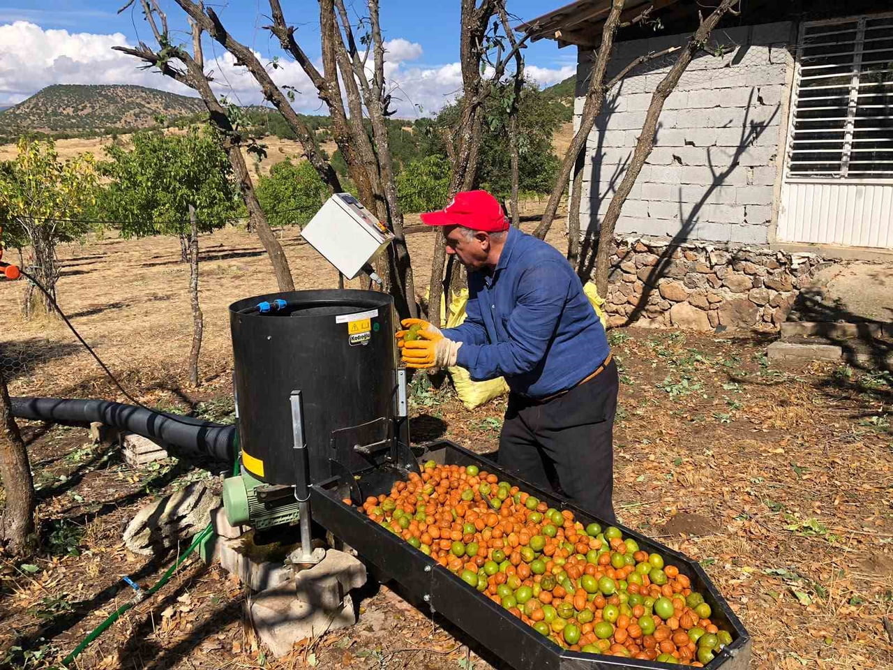 BİNGÖL'ÜN SOLHAN İLÇESİNDE HASADINA BAŞLANAN CEVİZDE 150 DÖNÜMDEN 6 TON REKOLTE...
