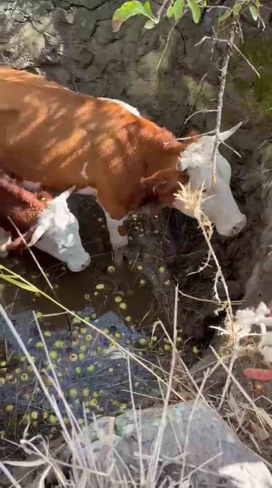 BİNGÖL’ÜN GÜLTEPESİ KÖYÜNDE ÇUKURA DÜŞEN 2 İNEK, EKİPLERİNİN ÇALIŞMASI SONUCU...
