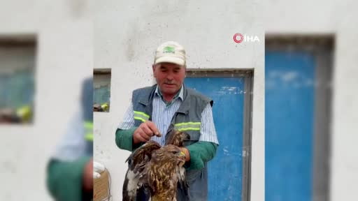 Bolu’da sıcak asfalta yapışan şahin, muhtarın müdahalesiyle kurtarıldı: "Tertemiz...