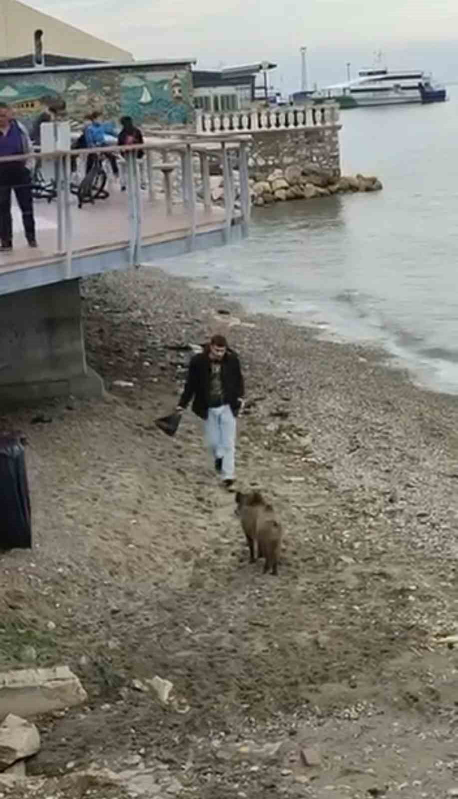 BURSA’DA AÇ KALAN DOMUZ MUDANYA SAHİLİNE İNDİ.  O ANLAR ÇEVREDE BULUNAN VATANDAŞLAR TARAFINDAN CEP...