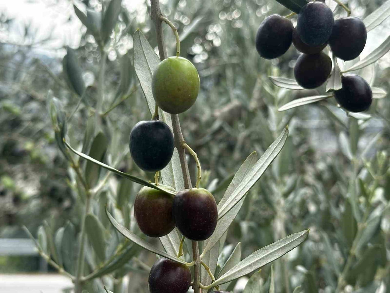 BURSA GENELİNDE BU SEZON 290 BİN TON ZEYTİN REKOLTESİ BEKLENİRKEN, KENTTE 165 BİN TONLUK SOFRALIK...
