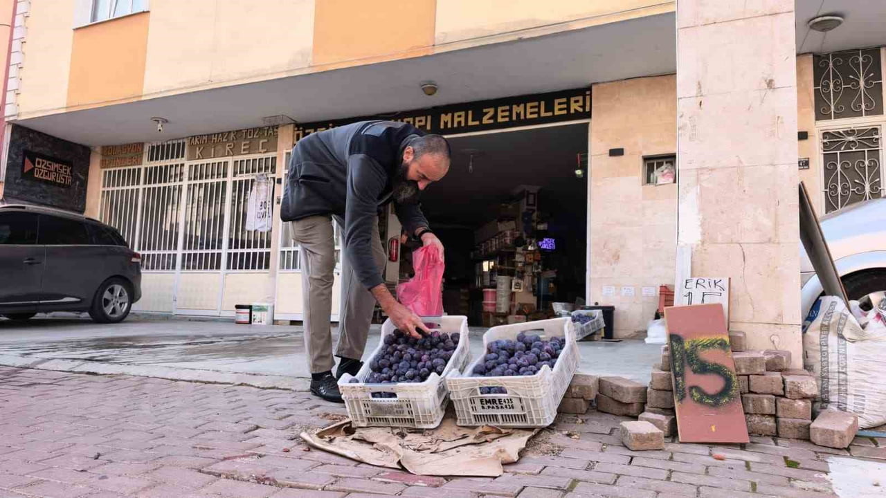 BURSA’NIN İNEGÖL İLÇESİNDE ANNESİNE AİT TARLADA YAKLAŞIK 10 TON ERİK YETİŞTİREN 48 YAŞINDAKİ ÖZGÜR...