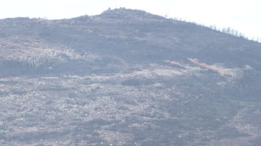 Büyükşehir’den yangından etkilenen üreticilere yem desteği