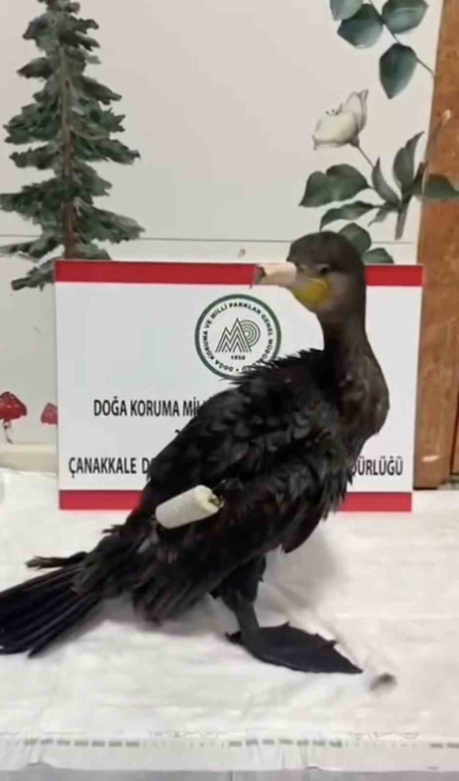 ÇANAKKALE'DE KANADINA DOLANAN OLTA MİSİNASIYLA YARALANAN KARABATAK TEDAVİ EDİLEREK DOĞAL YAŞAM...