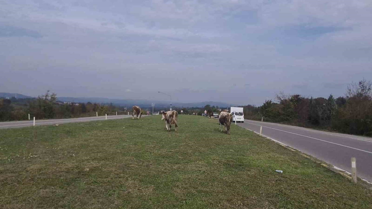 ÇAYCUMA İLÇESİ İLE PERŞEMBE BELDESİNİ BİRBİRİNE BAĞLAYAN KARA YOLUNDA BAŞIBOŞ HAYVANLAR SÜRÜCÜLER...