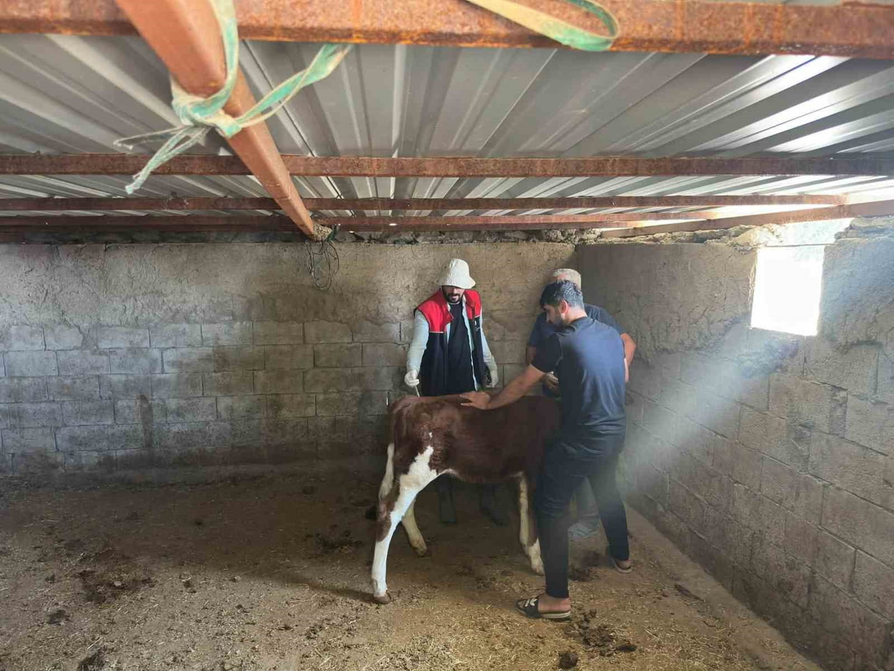 CİZRE’DE TARIM VE ORMAN İLÇE MÜDÜRLÜĞÜ EKİPLERİ, HAYVAN SAĞLIĞININ KORUNMASI VE KAYIT ALTINA...