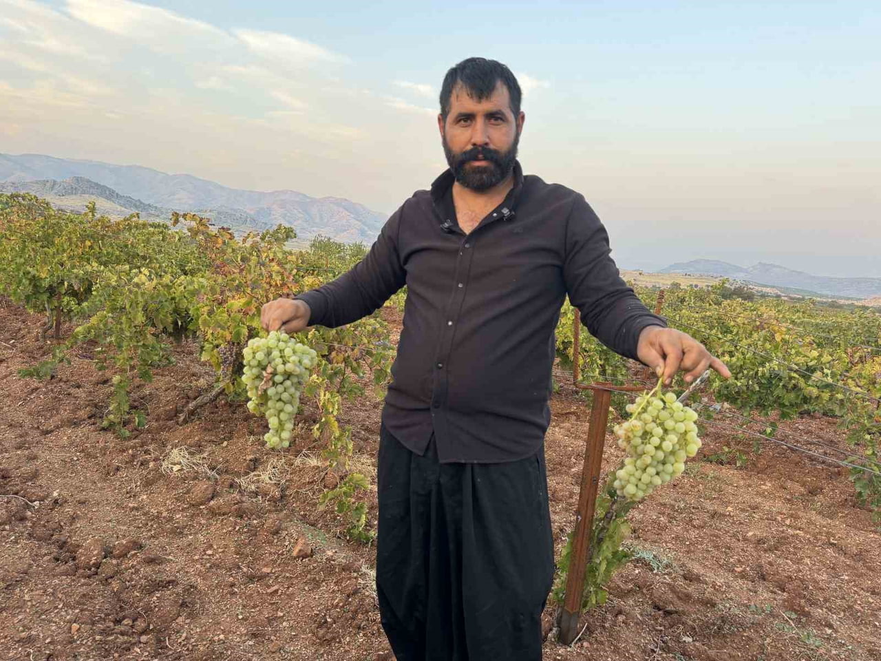 CUMA ÇINAR İSİMLİ ÇİFTÇİ, BU YIL HASADIN İYİ GEÇTİĞİNİ, ÜZÜMLERİNİN BİR KISMINI YAŞ MEYVE OLARAK...
