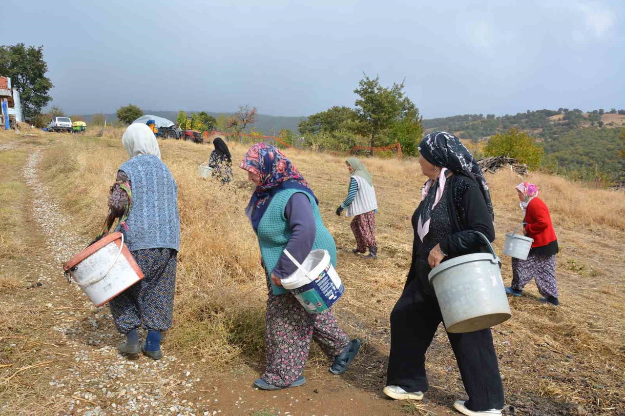 DEMİRCİ'DE YILDA YAKLAŞIK 450 TON ÇİTLEMBİK TOPLAYAN KADINLAR, ZORLU ARAZİ ŞARTLARINDA ELDE...