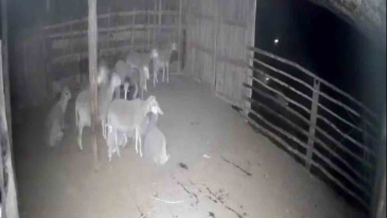 DENİZLİ’DE GECE SAATLERİNDE KOYUN AĞILINA KADAR GELEN KURTLAR GÜVENLİK KAMERASINA YANSIDI. KAPI...
