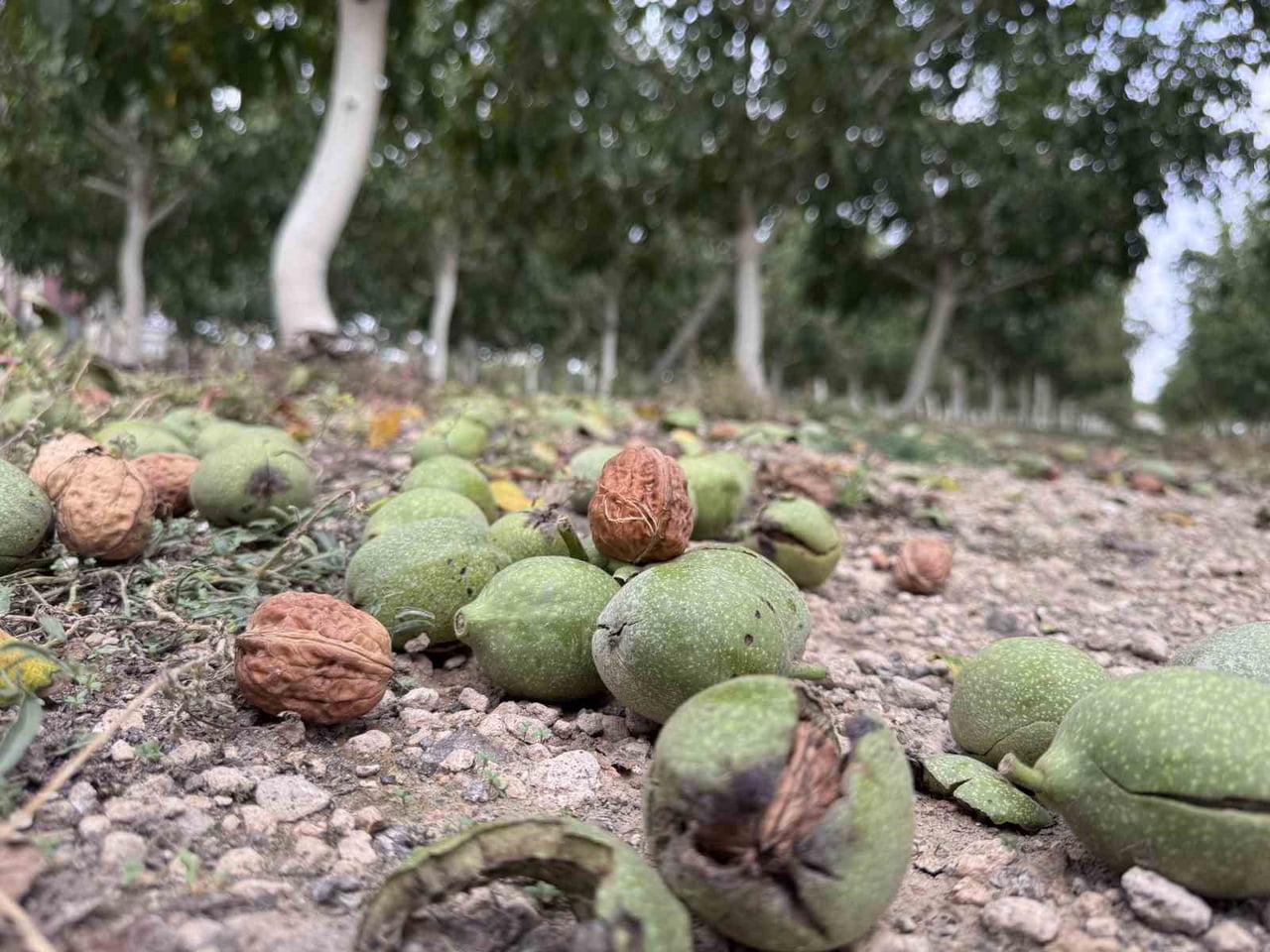 DEVELİ İLÇESİNDE BOŞ FABRİKA BAHÇESİNE EKİLEN CEVİZ AĞAÇLARI İLE HEM ÜRETİM YAPILIYOR HEM DE BÖLGE...