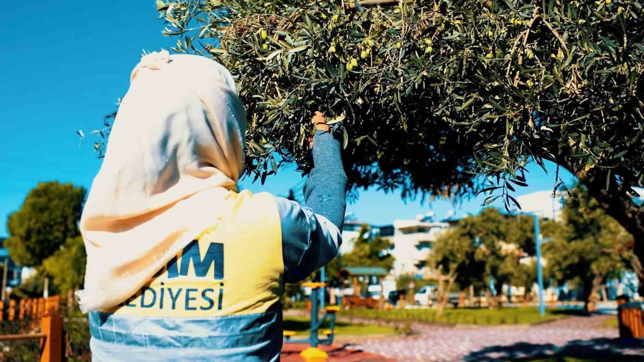 DİDİM BELEDİYESİ, ZEYTİN HASADINA BAŞLADI