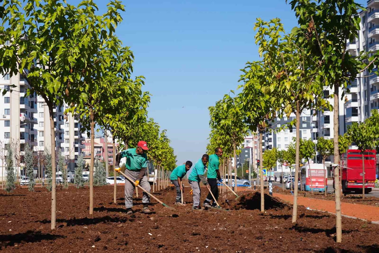 DİYARBAKIR BÜYÜKŞEHİR BELEDİYESİ, YIL SONU İÇİN BELİRLEDİĞİ TOPLAM 21 BİN AĞAÇ, 100 BİN ÇALI VE...
