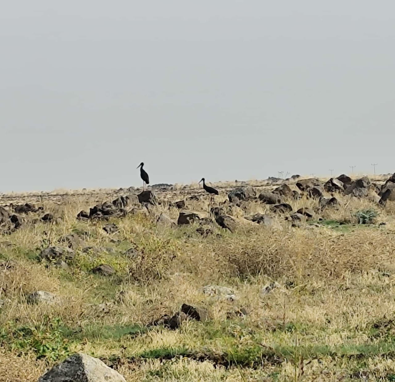 DİYARBAKIR’DA SOĞUK HAVALAR ETKİSİNİ GÖSTERDİĞİ SONBAHAR AYLARINDA LEYLEKLERİN DE GÖÇÜ BAŞLADI....
