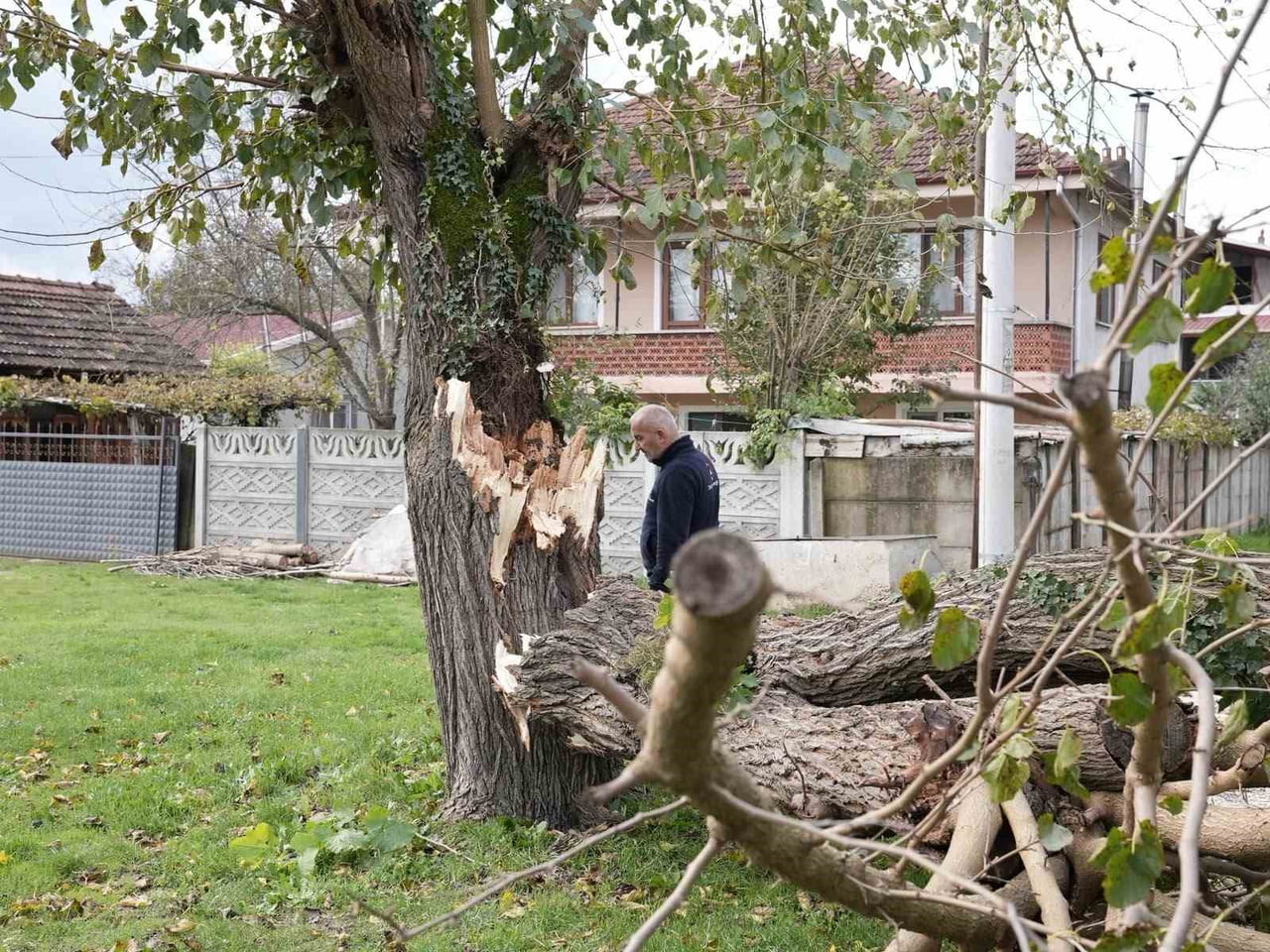 DÜZCE'DE FIRTINADA DEVRİLEN AĞAÇLAR KALDIRILIYOR