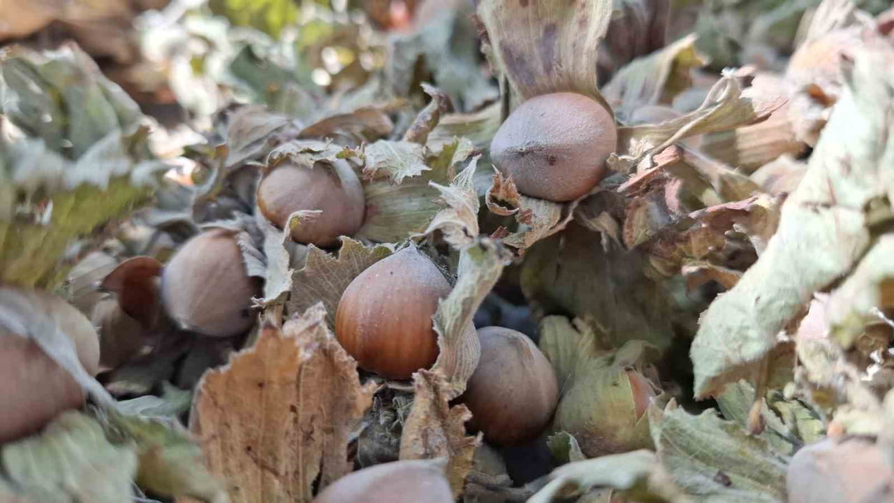 DÜZCE'DEN AVRUPA BİRLİĞİNE ÜYE ÜLKELERE YILIN İLK YARISINDA 7 BİN 967,01 TON İÇ FINDIK İHRAÇ...