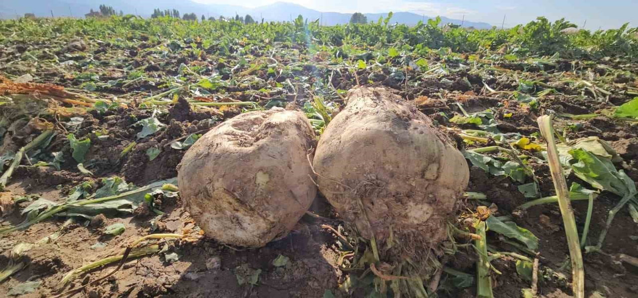 DÜZKIŞLA BELDESİNDE ŞEKER PANCARI HASADI SÜRÜYOR