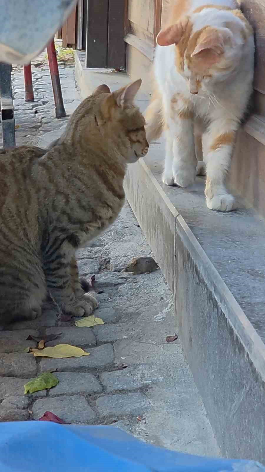 EDİRNE'DE TEKİR CİNSİ KEDİ, CADDEDE DOLAŞAN FAREYE BAŞKA BİR KEDİNİN ZARAR VERMEMESİ İÇİN...