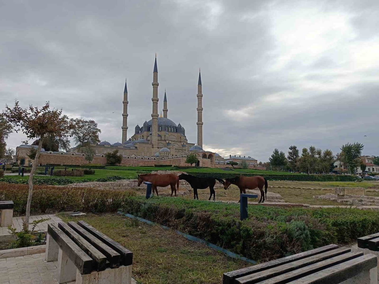 EDİRNE'DE ÜÇ BAŞIBOŞ AT, KENTİN EN ÖNEMLİ TARİHİ NOKTALARINDAN SELİMİYE MEYDANI'NA KADAR GİREREK...
