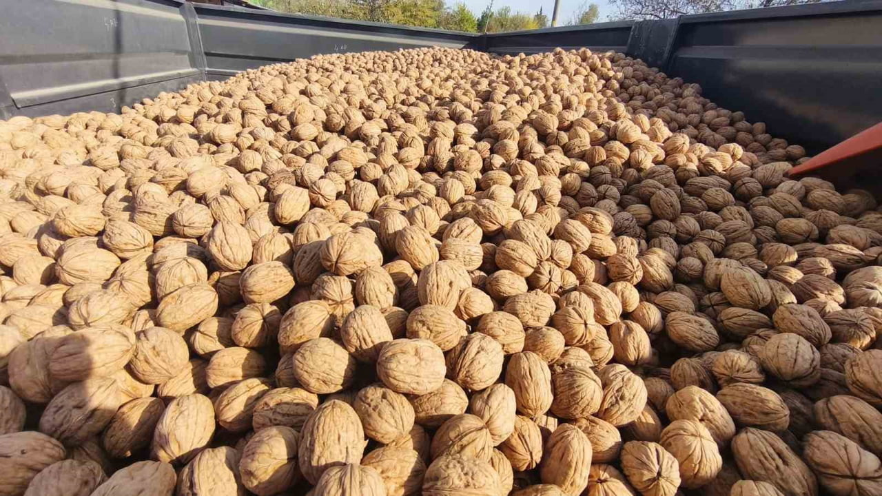 EDİRNE'NİN İPSALA İLÇESİNE BAĞLI KARAAĞAÇ KÖYÜNDE BU SEZON YAKLAŞIK 400 TON CEVİZ ÜRETİMİ...
