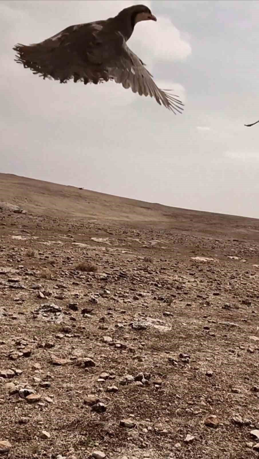 EL KONULAN KEKLİKLERİN İSE GEREKLİ KONTROLLERİN ARDINDAN YENİDEN DOĞAL YAŞAM ALANLARINA SALINDIĞI...