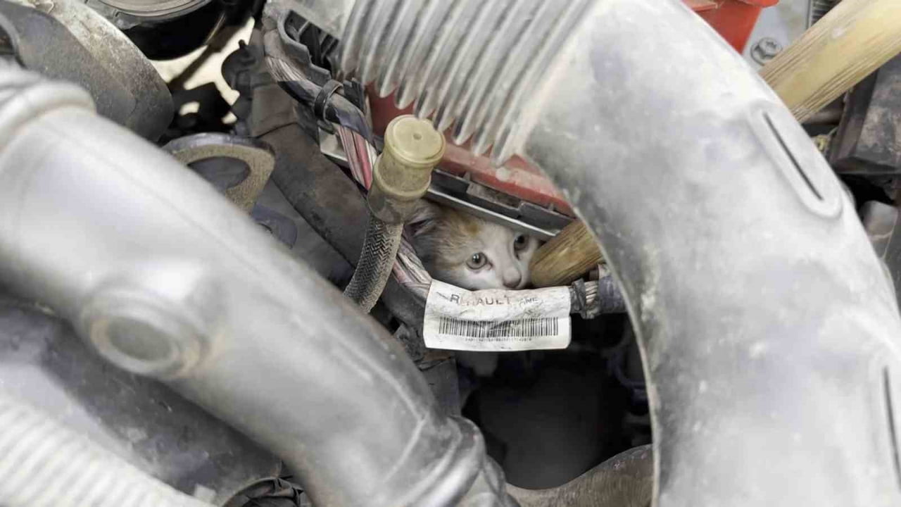 ELAZIĞ’DA BİR ARACIN MOTOR KISMINA GİREN YAVRU KEDİ, UZUN UĞRAŞLAR SONUCU ÇIKARTILDI