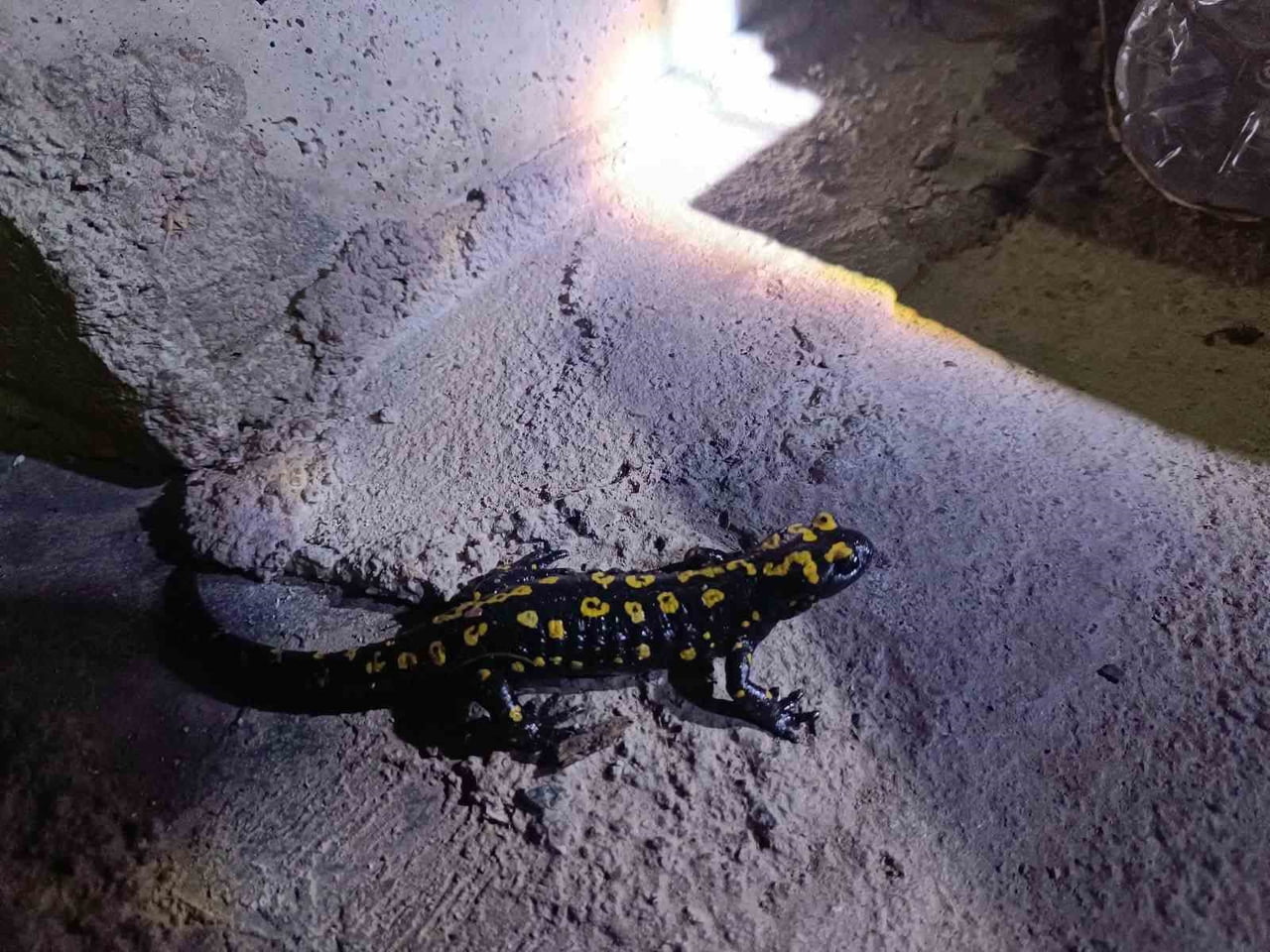 ELAZIĞ’DA NESLİ TÜKENME TEHLİKESİ ALTINDA BULUNAN BENEKLİ SEMENDER GÖRÜNTÜLENDİ.