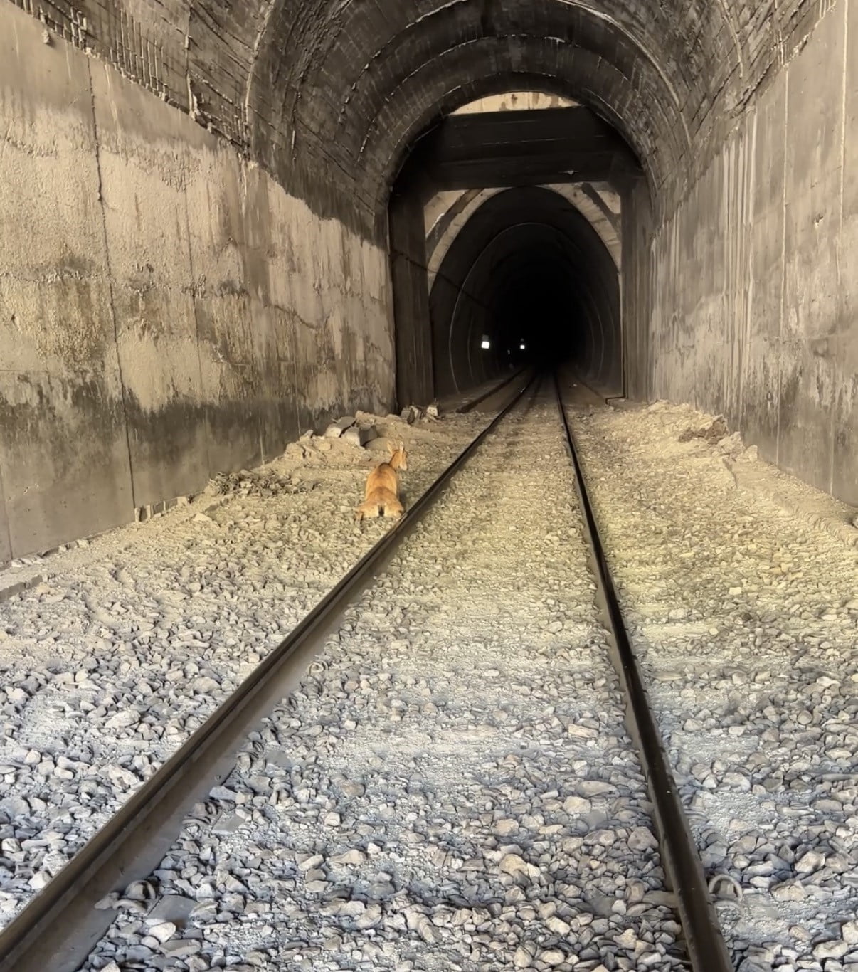 ELAZIĞ’DA TÜNELE GİREN DAĞ KEÇİLERİNE TREN ÇARPTI. OLAYDA BİR KEÇİ TELEF OLURKEN DİĞERİ İSE...