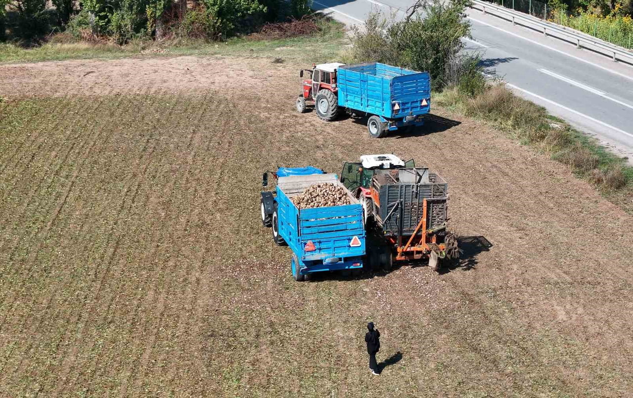 ERZİNCAN’DA MART AYINDA EKİLEN ŞEKER PANCARLARININ HASADINA BAŞLANDI