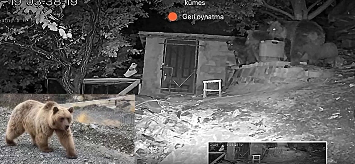 ERZİNCAN’IN ÜZÜMLÜ İLÇESİNDE BİR BAĞ EVİNİN BAHÇESİNE GELEN 3 AYI, GÜVENLİK KAMERASINCA...