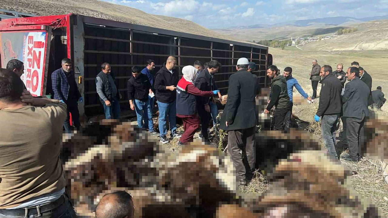 ERZURUM’UN TEKMAN İLÇESİNDE, KIŞ DÖNEMİ YETİŞTİRİCİLİĞİ İÇİN ŞANLIURFA’NIN SİVEREK İLÇESİNE SEVK...