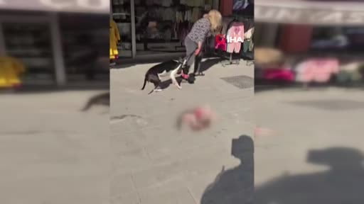 Esenyurt'ta sokakta kedi parçalayan Pitbull sahibine 95 bin TL ceza