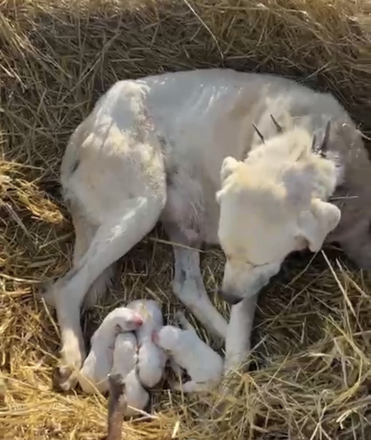 ESKİŞEHİR'İN SİVRİHİSAR İLÇESİNDE SAFKAN AKBAŞ CİNSİ ÇOBAN KÖPEĞİ, KOYUN SÜRÜSÜNÜN ORTASINDA DÖRT...