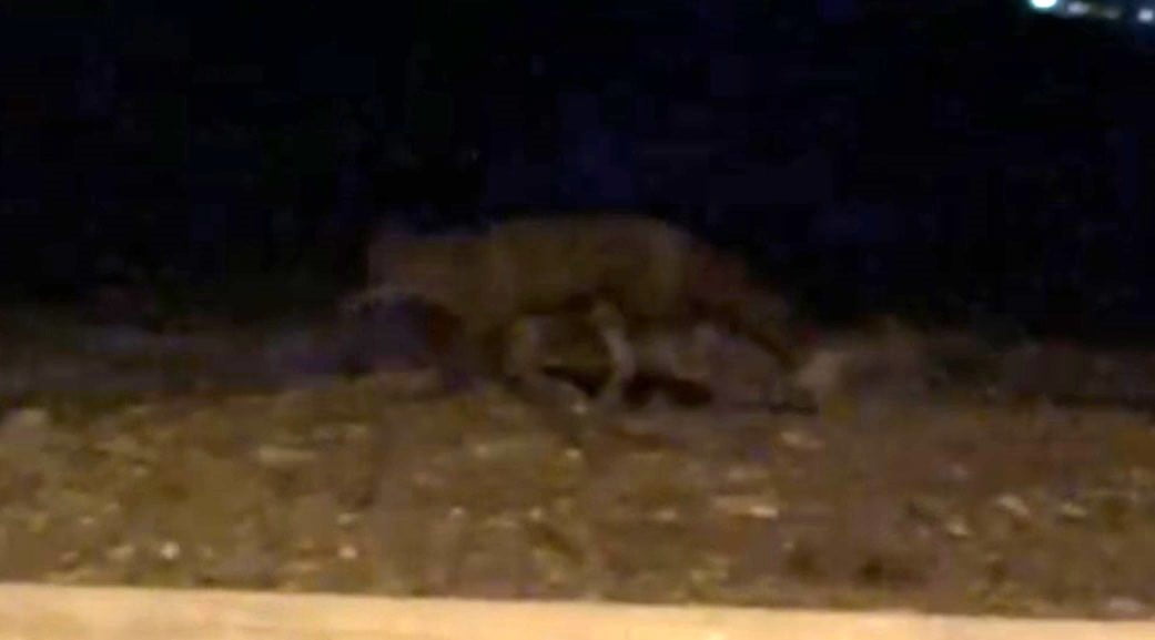 ESKİŞEHİR’DE GECE SAATLERİNDE SOKAKLARDA YİYECEK ARAYAN BİR TİLKİ, BİR VATANDAŞIN CEP TELEFONU...