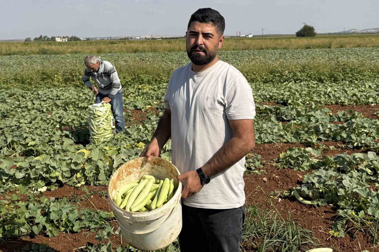 GAZİANTEP'İN OĞUZELİ İLÇESİNDE TURŞULUK ACUR HASADI BAŞLADI.
