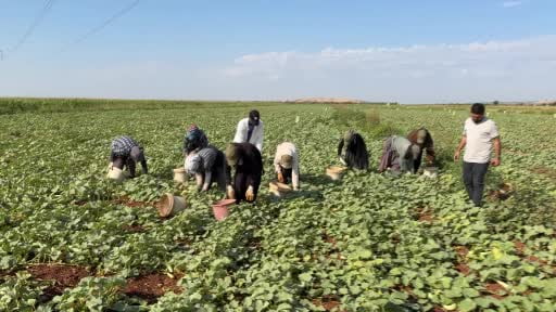 Gaziantep'te turşuluk acur hasadı başladı