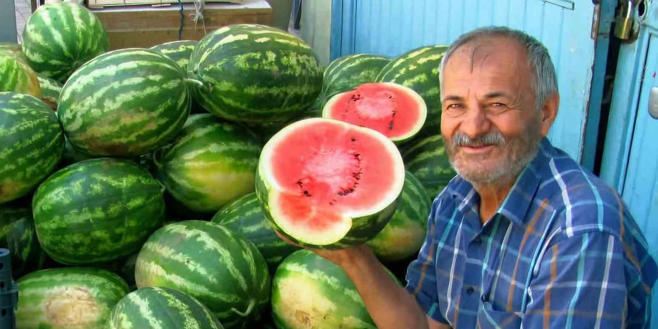 GAZİANTEP’İN ARABAN İLÇESİNDE 5 BİN DÖNÜM ALANDA İKİNCİ ÜRÜN OLARAK YETİŞTİRİLEN GÜZ KARPUZU...
