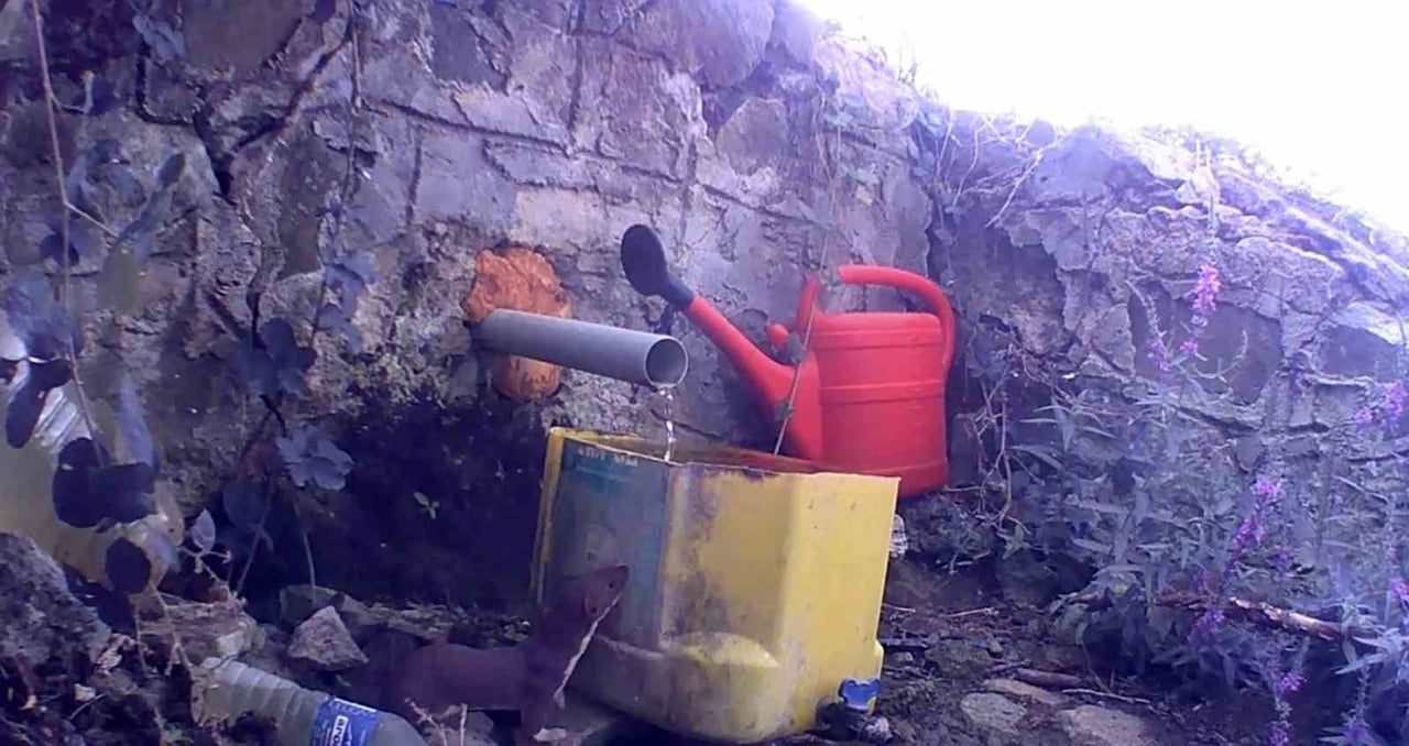 GELİNCİK, FOTOKAPANA YANSIDI.