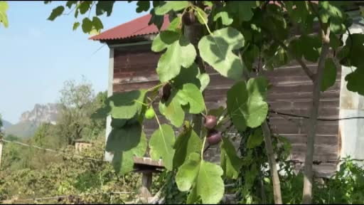 Giresun'da Uzgara incirinin hasadı sonbahar ve kışın da sürüyor