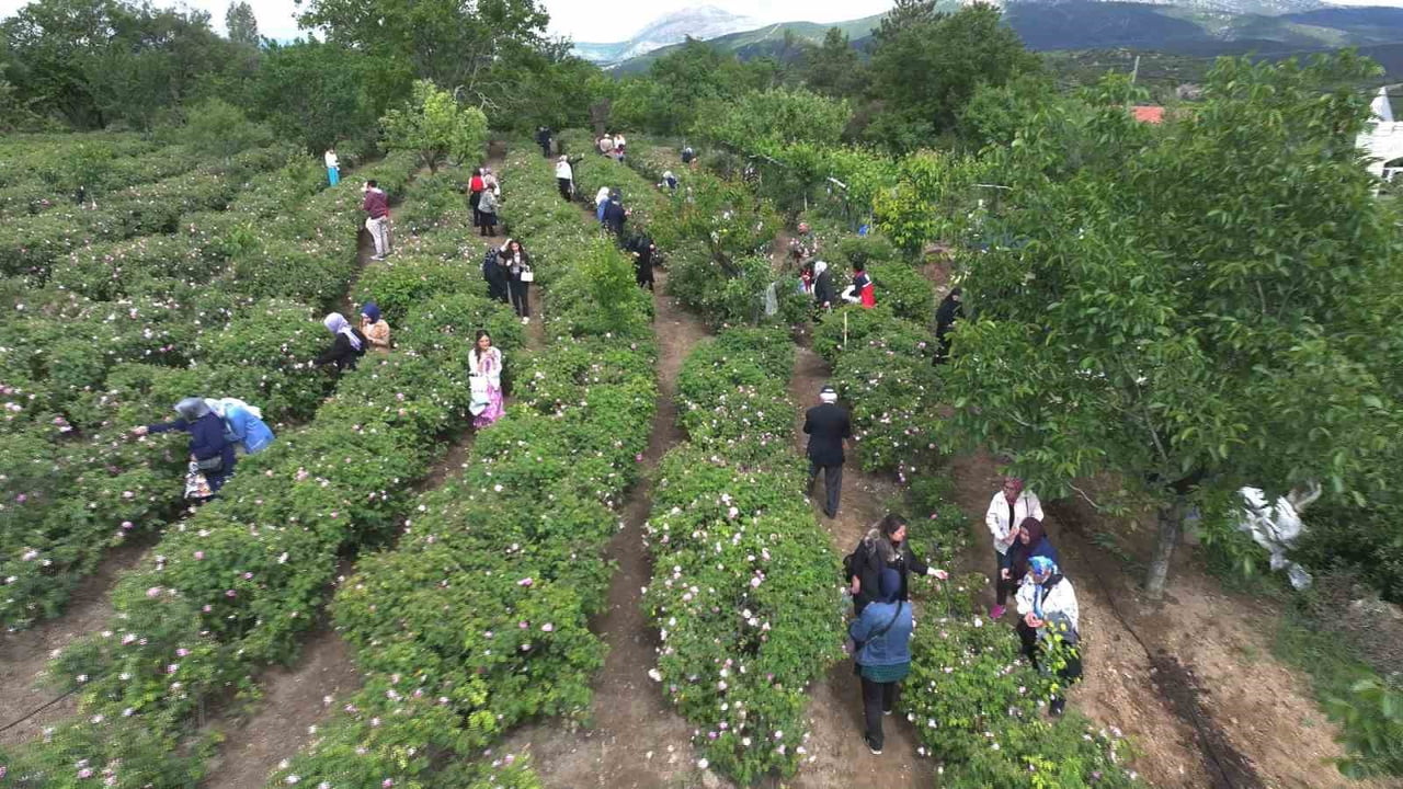 GÜLBİRLİK YÖNETİM KURULU YAPTIĞI TOPLANTIDA DAHA ÖNCE AÇIKLANAN KİLO BAŞINA 80 LİRALIK GÜL ÇİÇEĞİ...